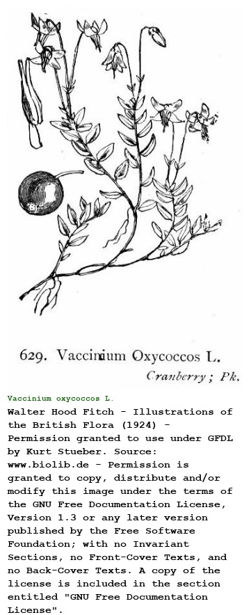 Vaccinium oxycoccos L.